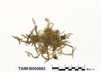 藏品(短肋青苔)的圖片